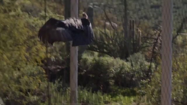 Ookondoru In Real Life With Sound Effects And Music | California Condor | Gymnogyps Californianus смотреть онлайн