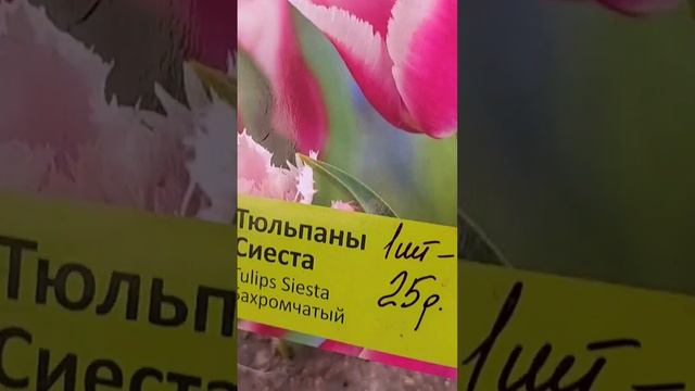 Тюльпаны "Сиеста" смотреть онлайн