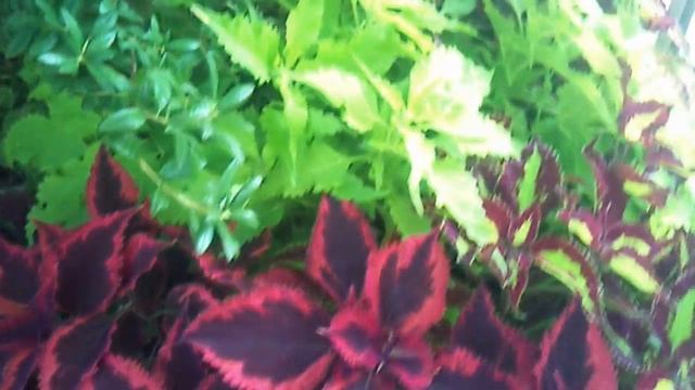 Колеусы Coleus Solenostemon на даче Новомодного. Хабаровск. Август 2013 на телефон Сони-Эриксон смотреть онлайн