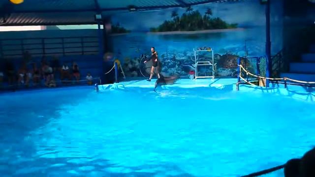 Дельфинарий смотреть онлайн