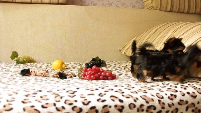 Кукольные мини девочки продаются! смотреть онлайн