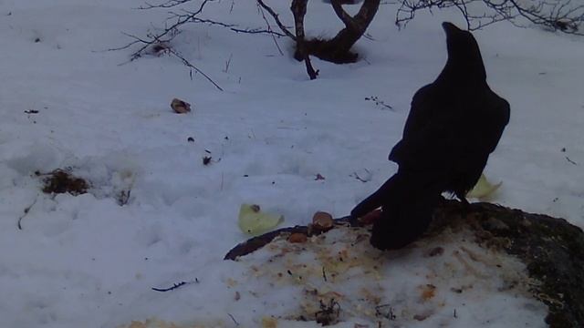 Ворон в лесу кричит на разные голоса. смотреть онлайн