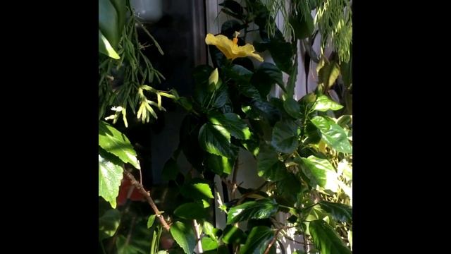 Цветут Гибискусы. Необыкновенной красоты комнатные цветы. смотреть онлайн