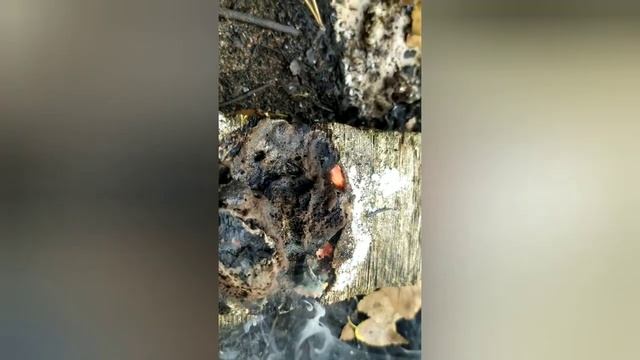 ГЛИЦЕРИН +МАРГАНЦОВКА И СЕЛИТРА.mp4 смотреть онлайн