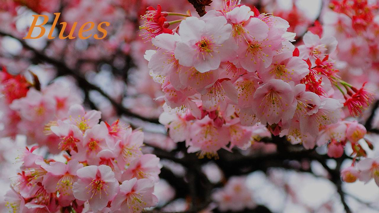 Черри блюз 015. & Cherry Blues. смотреть онлайн