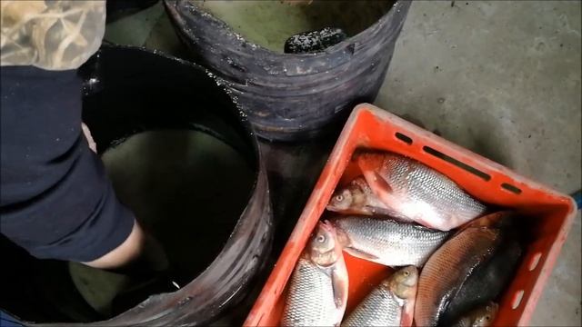 СУХОЙ ПОСОЛ ЯЗЯ 2 смотреть онлайн