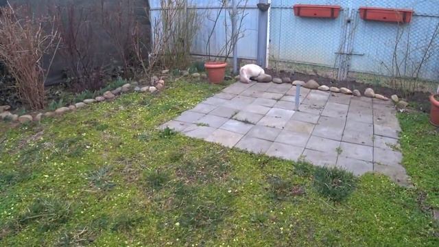 Нарциссы расцветают🌾 Птица растет 🐤🐥Картошку перебрали👍 Клубнику обрабатывать начали🍓 Кубань🌹🌹🌹 смотреть онлайн