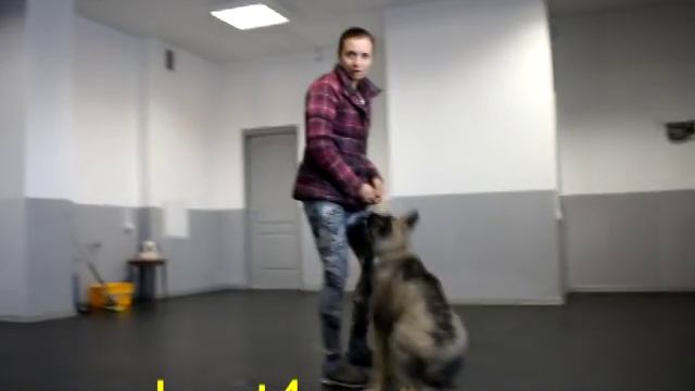 Обучение щенка команде Лежать - ошибки в обучении смотреть онлайн