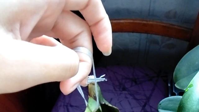 Реанимация орхидеи фаленопсис Yupin Sweety_Часть 2/Resuscitation orchids phalenopsis_P2 смотреть онлайн