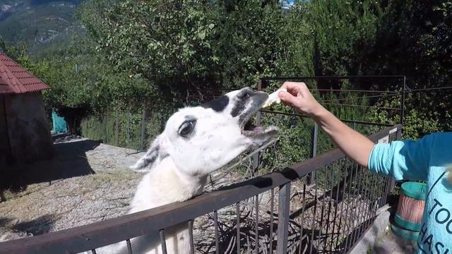 Ялтинский зоопарк 29.09.2018 смотреть онлайн