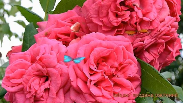 Роза плетистая Маритим (rosa maritim) ? роза Маритим обзор: как сажать саженцы розы Маритим смотреть онлайн