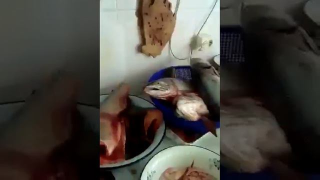 Сахалин. Фукусима?