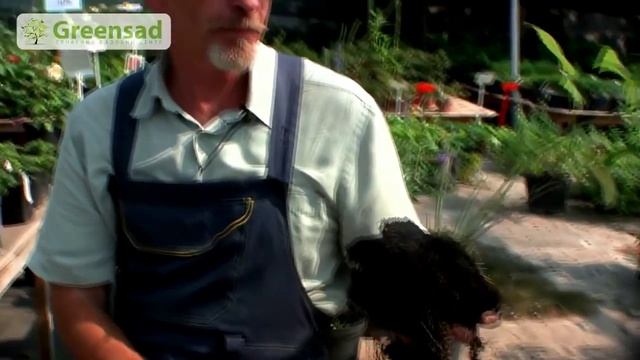 Полив малины смотреть онлайн