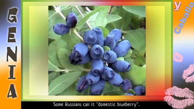 Bayas Rusas Exóticas / Exotic Russian Berries