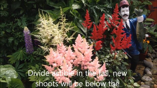 Astilbe Division, Red, Pink, White, Border, Help and care, Maintenance смотреть онлайн