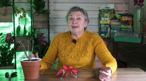 Как обрезать Пуансеттию ✔️ Уход за пуансеттией