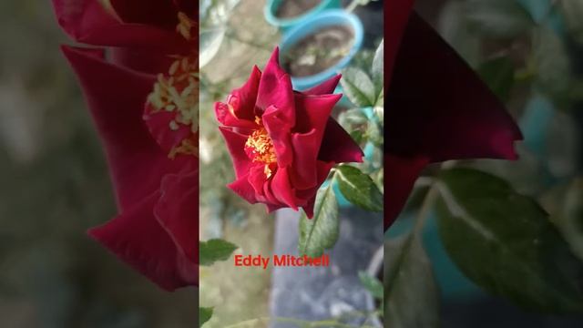 Rose Eddy Mitchell (HT) смотреть онлайн