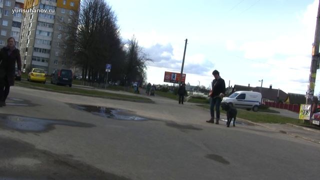 [Воспитание алабая] Первый выход собаки в город смотреть онлайн