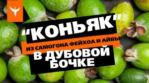«Коньяк» из самогона фейхоа и айвы в дубовой бочке. Выдержка 1 год. Какой на вкус?