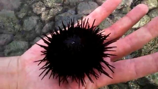 Sea hedgehog. Морской ёжик новое смотреть онлайн