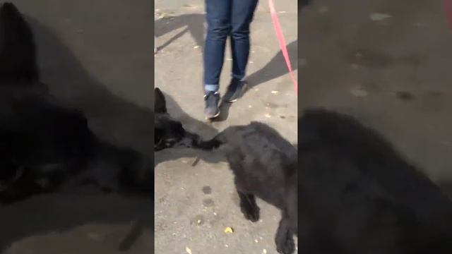 Щенок ВЕО и щенок немецкой овчарки. Разница большая! смотреть онлайн