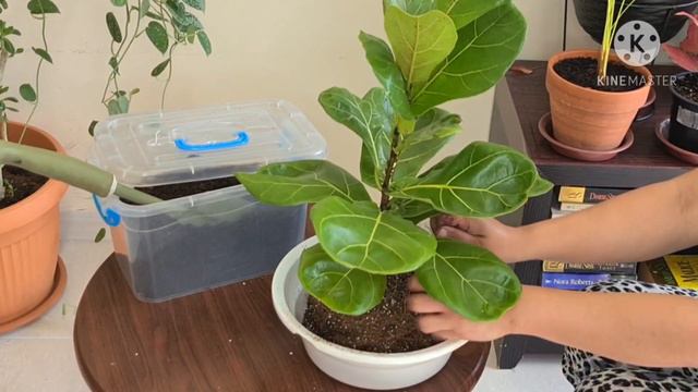 Ficus Lyrata | Fiddle Leaf Fig - New Year Repotting смотреть онлайн