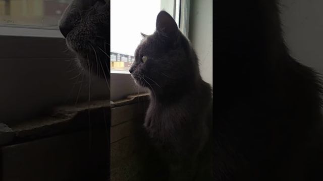 Говорящий кот. Кот грустит и с хозяйкой говорит. Очень грустный кот. смотреть онлайн