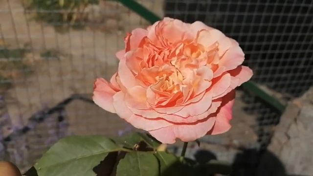 Роза Папи Дельбар /Papi Delbard ,Delbard Франция, 1995 смотреть онлайн