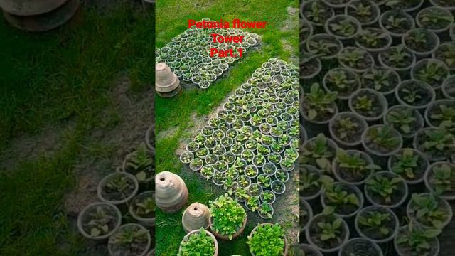Petunia Flower Tower (part 1) Beautiful Garden Pakistan 🇵🇰