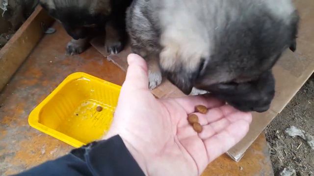 ЗАМЕЧАТЕЛЬНЫЕ ЩЕНКИ в ДОБРЫЕ РУКИ!/ WONDERFUL PUPPIES IN GOOD HANDS! смотреть онлайн