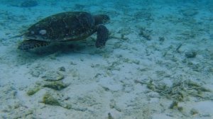 Обзор острова Тодду Мальдивы