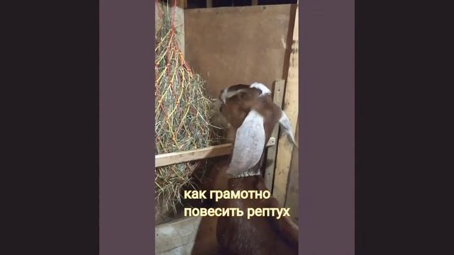 Кормлю коз из рептухов без проблем! смотреть онлайн