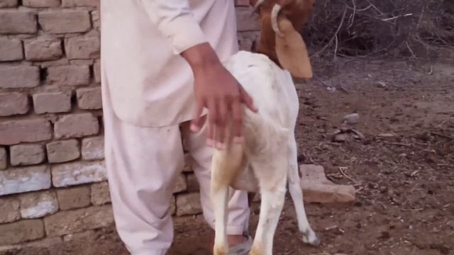 cute Goat смотреть онлайн