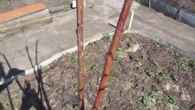 Весенняя обрезка 3 - летнего персика. Пригород Воронежа. смотреть онлайн