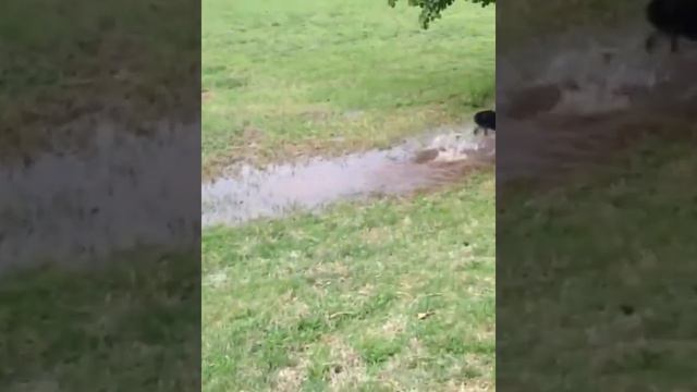 Best Funny Animal Videos 2022 😺 - 😺 That Will Make You Smile 8367 смотреть онлайн