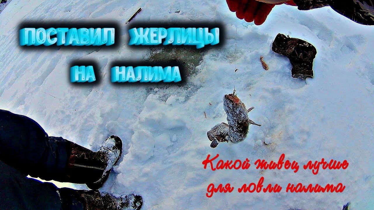 ✔️Оставил жерлицы на две ночи Ловля налима на жерлицы Живой или мёртвый живец лучше для ловли налима смотреть онлайн