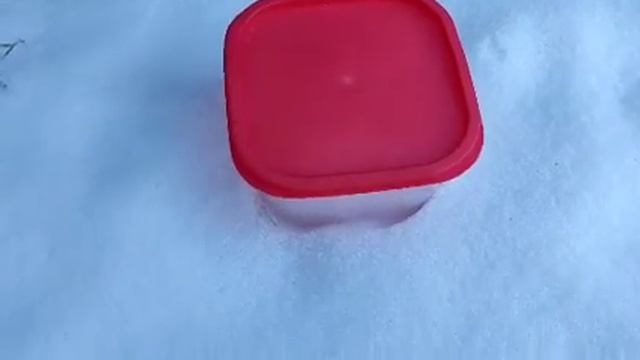 Умирают ли тараканы на морозе?#СанконтрольКрасноярск смотреть онлайн