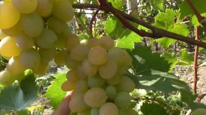 МОНАРХ.  Столовая гибридная форма винограда раннесреднего срока созревания.