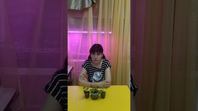 крапива подкормка растений смотреть онлайн