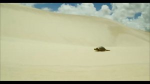 ЖИВОТНЫЕ ПУСТЫНИ для детей | Изучаем животных пустыни и их голоса