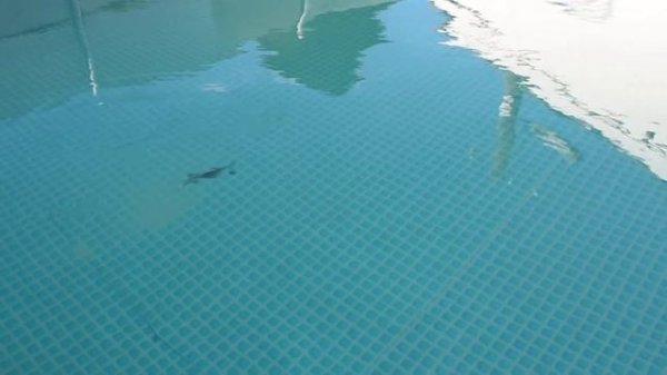 Keitech Crazy Flapper 4,4” 11,18 см 3 6” 9,14 см 2,8” 7,11 см