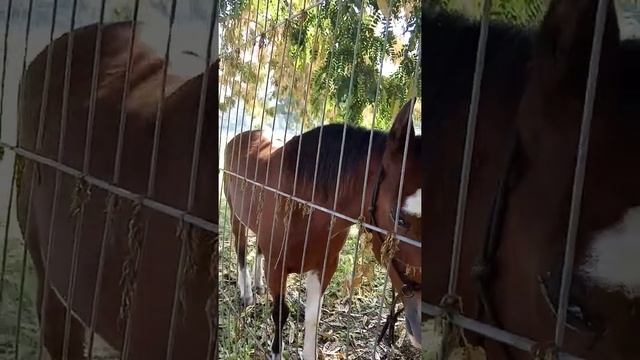 Святая Земля. Конь с голубыми глазами. смотреть онлайн