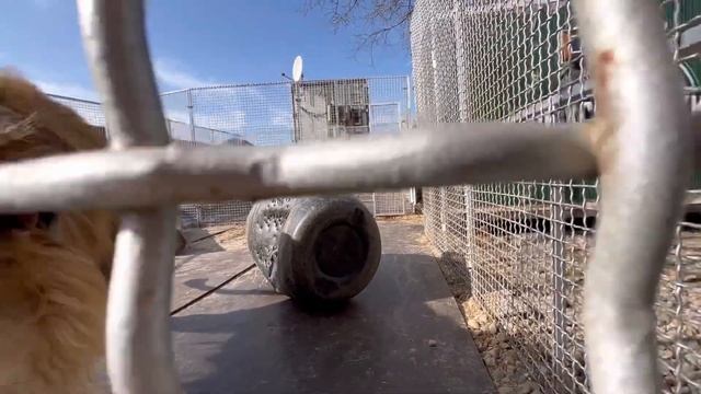 что делают коты перед дорогой в Волгоград