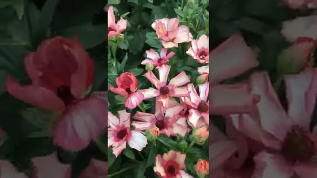 Commercial varieties of Ranunculus Butterfly from Green Works смотреть онлайн