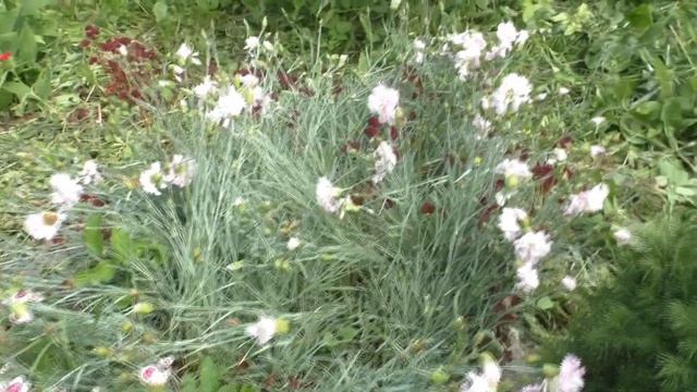 Полудикий сад 2 Клумба из ползучек смотреть онлайн