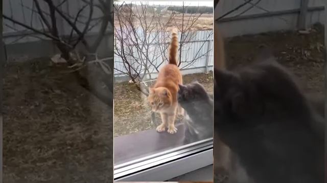 Котэ) смотреть онлайн