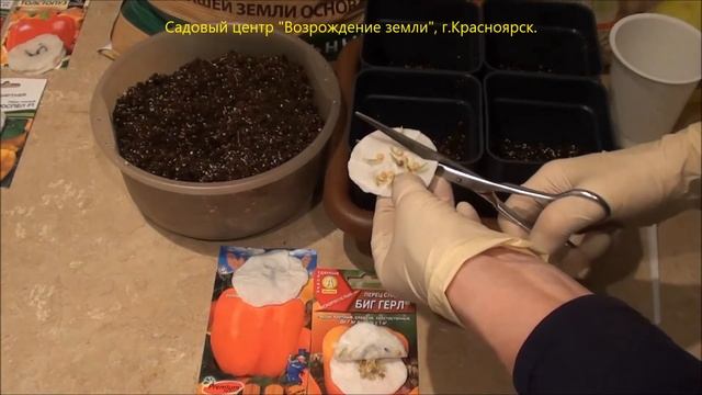 Посев семян перца.