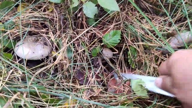 Строительная Мозаика