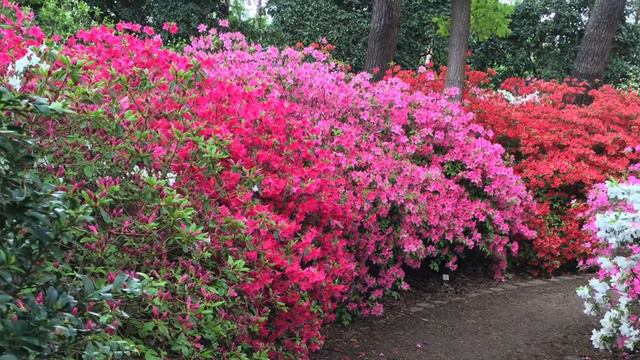 Rhododendron Park Bremen in HD смотреть онлайн