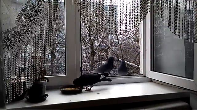 26 декабря Молодой Белокрыл завтракает и гоняет других конкурентов.) смотреть онлайн